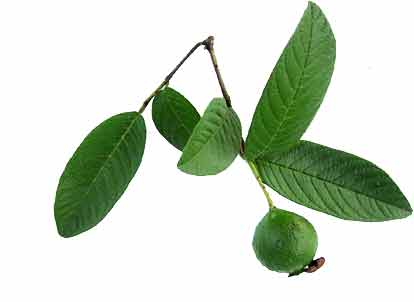 Bayabas (Psidium Guajava): Tagalog Edition - Alternatibong Medisina