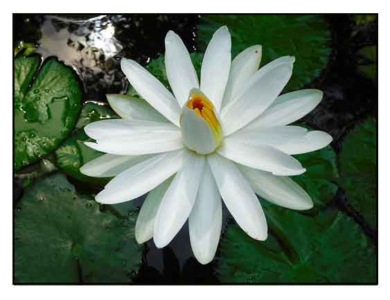 Nymphaea pubescens white Hairy Water Lily 10 Seeds