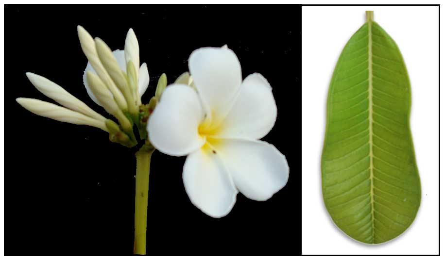 temple flower