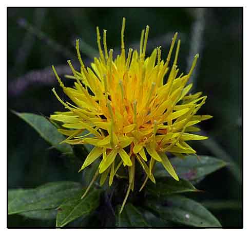 Safflower Plant Facts and Uses: Vegetable Oil, Dye, and Insulin - Owlcation