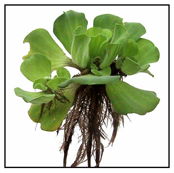 water pistia quiapo stratiotes philippine name cabbage historical note medicine medicinal lily stuartxchange