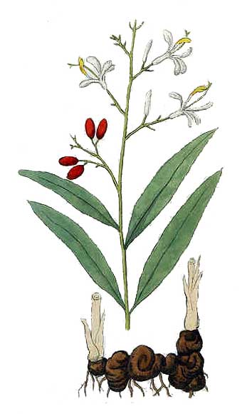 Thai-Ingwer großer Galgant Alpinia galanga