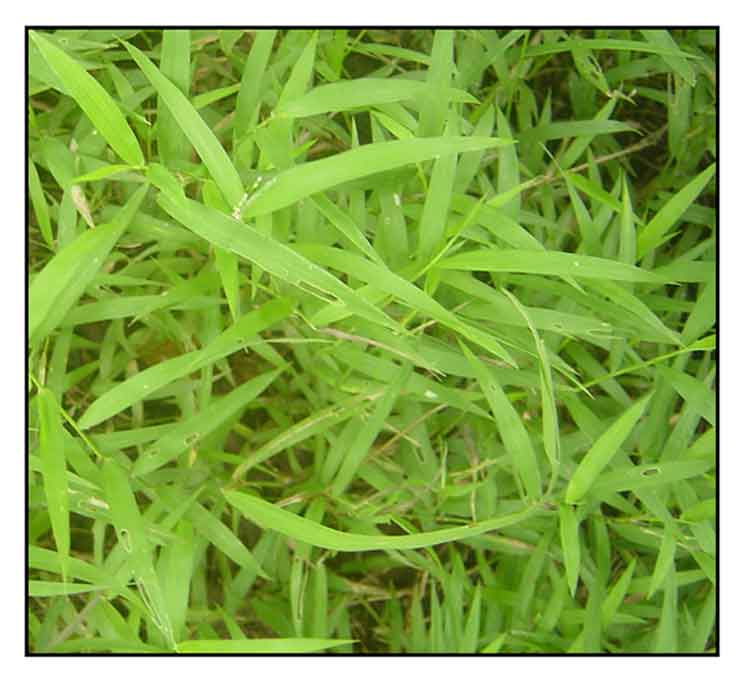 Carabao grass online