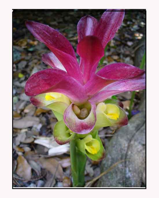 Luya-luyahan / Curcuma zedoaria / ZEDOARY ROOT : Herbal Medicine /  Philippine Alternative Medicine
