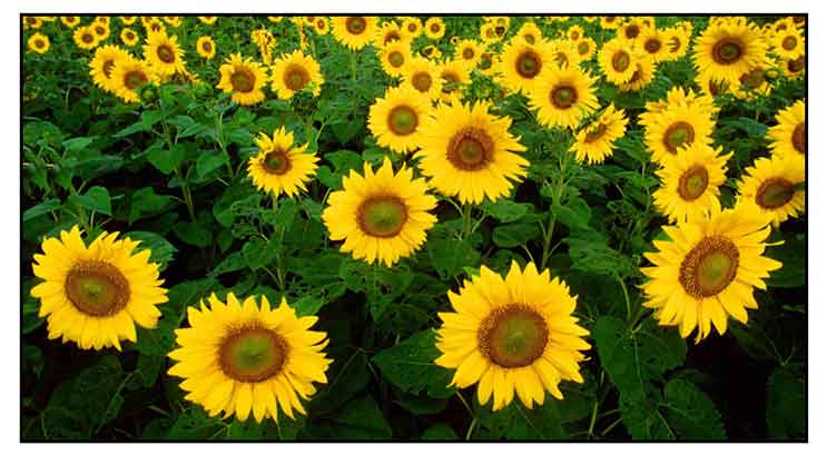 high oil output Helianthus annuus Linn. 50 grams seeds Oil sunflower