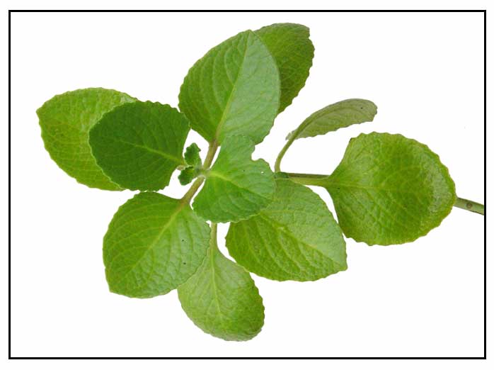 Oregano / Suganda / Coleus aromaticus: Philippine Medicinal Herbs