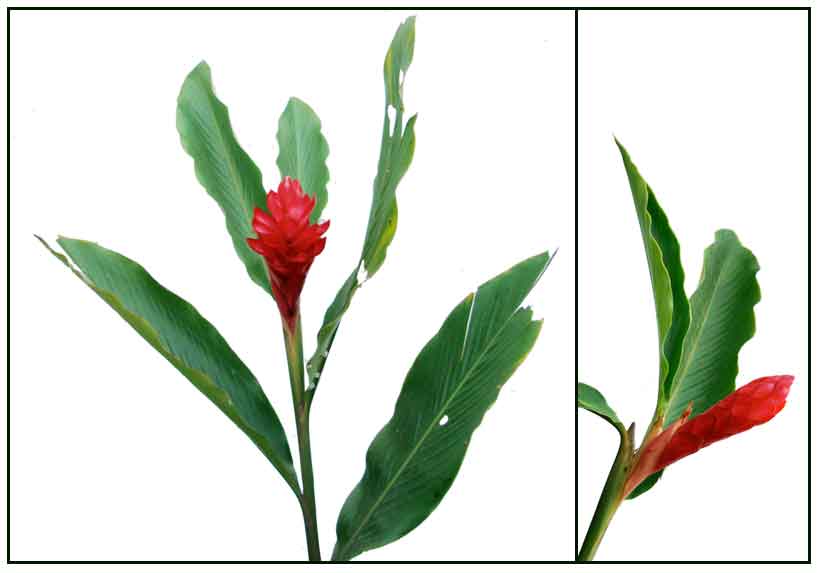 Red Ginger Alpinia Purpurata Philippine Medicinal Herbs Philippine Alternative Medicine