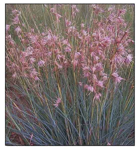 Samsamon Themeda Triandra Red Oat Grass Kangaroo Grass samsamon-themeda-triandra-red-oat-grass-kangaroo-grass