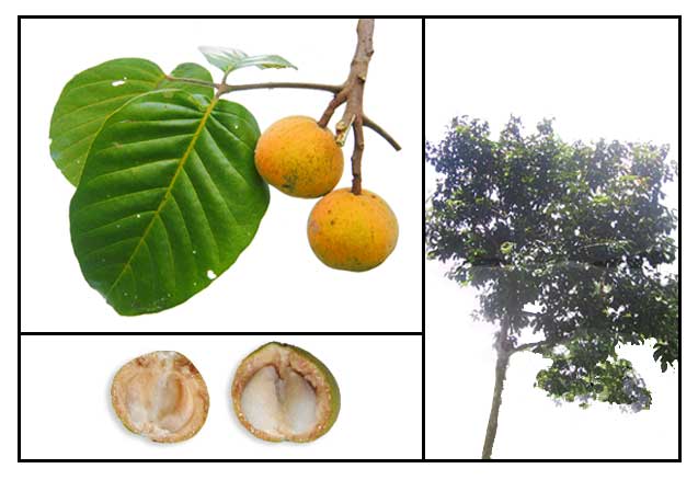 Arbre fruitier Santol en Inde