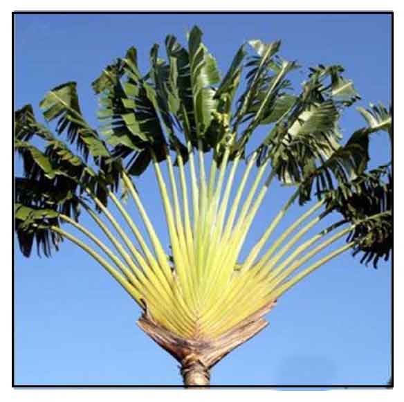 Population of Ravenala madagascariensis called « Ravenala forest ».