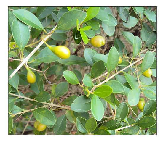 Alipung, Gmelina asiatica Blanco, ASIAN BUSHBEECH / Herbal Medicine ...