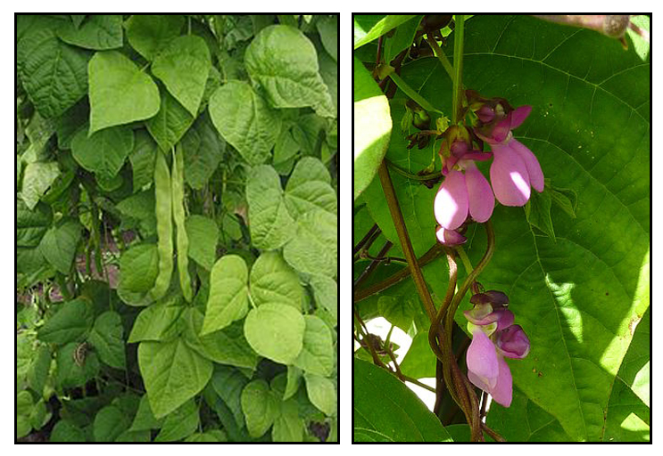 Bitsuelas, Phaseolus vulgaris. BAGUIO BEAN Cai dou: Philippine ...