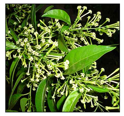 Dama de noche / Cestrum nocturnum Linn. / NIGHT BLOOMING CESTRUM / Ye xiang  mu : Philippine Medicinal Herbs / Herbal Medicine / StuartXchange