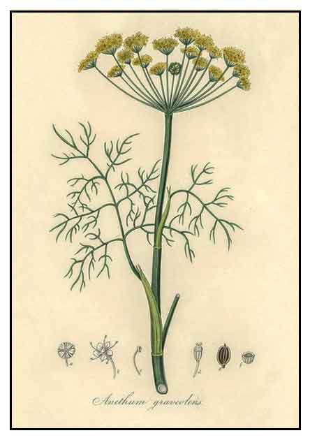 Dill, Anethum graveolens: Philippine Medicinal Herbs / Philippine ...