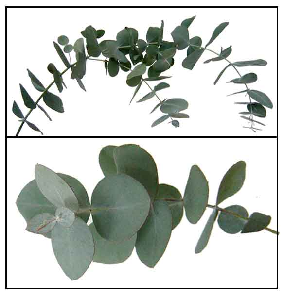 Silver Dollar Eucalyptus Leaves