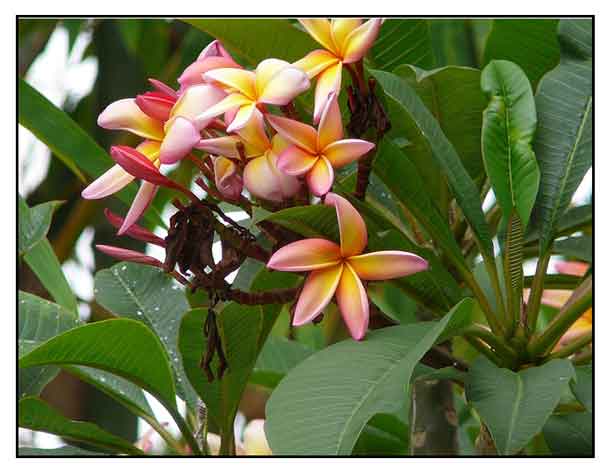 Kalachuchi / Plumiera rubra / Plumeria rubra / Temple flower / Frangipani :  Herbal Medicine / Alternative Medicine / StuartXchange