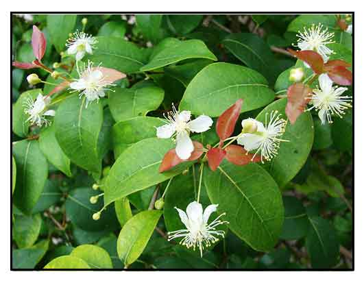 Pitanga, Eugenia uniflora.SURINAM CHERRY TREE/ Alternative Medicine