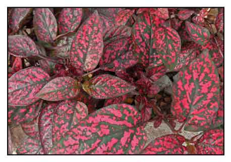 Polka dot plant, Hypoestes phyllosstachya, FRECKLE FACE / Alternative ...