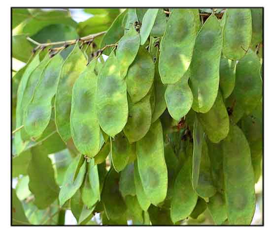 Dalbergia Latifolia (Indian Rosewood) Exotic Tree Seeds – Grow Your Own!