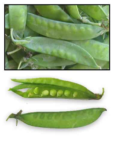 Sitsaro, Pisum sativum Linn., GARDEN PEA, Wan dou: Philippine Medicinal ...