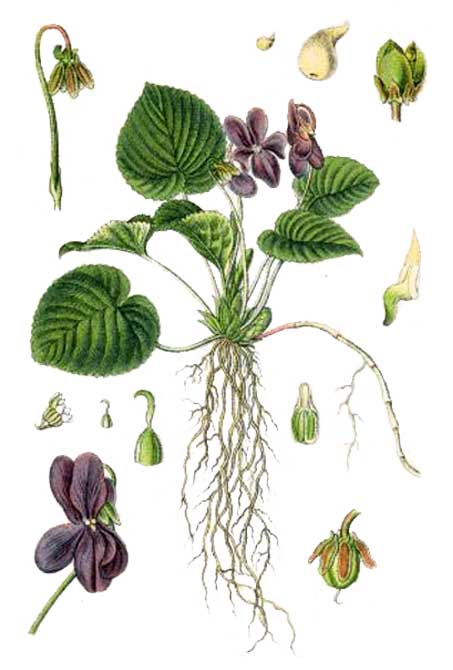 Violeta / Viola odorata, sweet violet: Philippine Medicinal Herbs /  Philippine Alternative Medicine